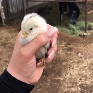 Meet your Posher, Reyna